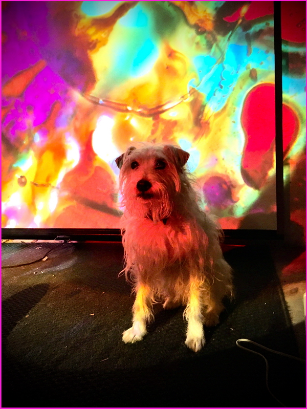 Anadog Lightshow